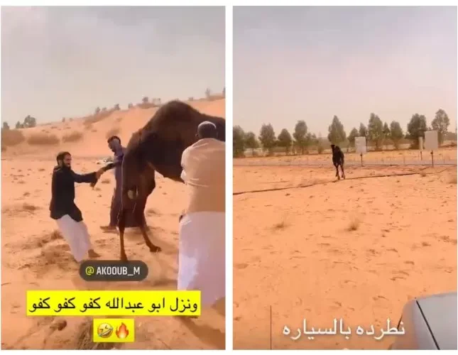 شاهد مشهور سناب المطيري يوثق اثارة غير مسبوقة بسبب حاشي هارب في المملكة