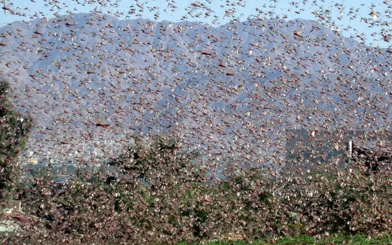 فيديوهات الجراد يأكل الاخضر واليابس في السعوديـة