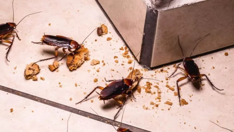 جربها ولن تندم : بضربة معلم واحدة تخلص من كل الحشرات في منزلك