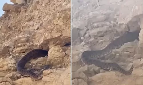 فيديو مرعب لثعبان ضخم قادر على ابتلاع غزال بالكامل يتجول في الرياض