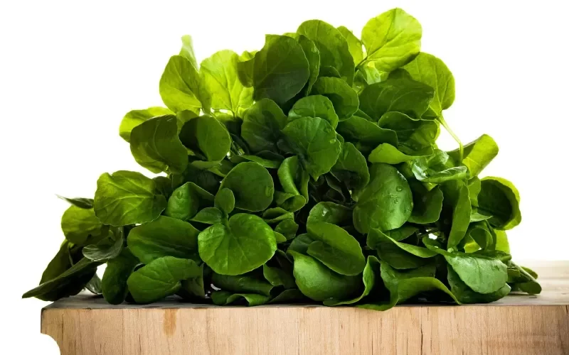 هذه العشبة افضل علاج لفقر الدم وتساعد في التئام الجروح بسرعة خاصة عند مرضى السكري