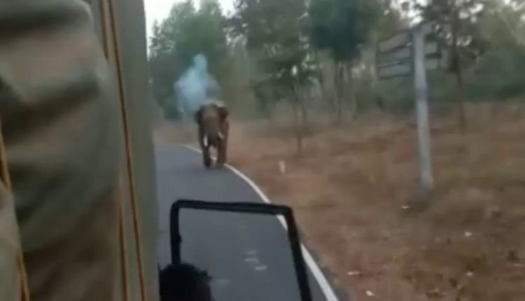 شاهد: كيف أطفأ فيل غضبَه في شاحنة وركّابها