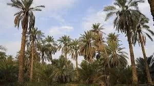 قرار هام حول تمور الاحساء قبل أيام من شهر رمضان