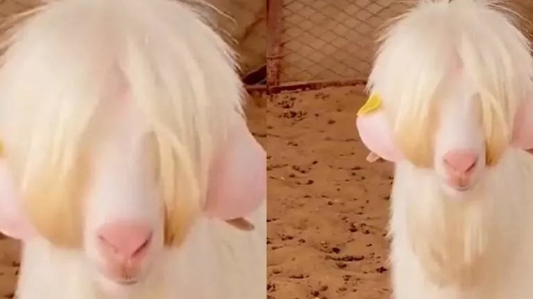 شاهد: هاشتاق يتصدر السعودية للمطالبة بعدم التضحية بهذا التيس الوسيم