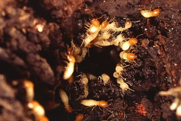 احذر من موسم تكاثر النمل الأبيض في إبريل قد يسبب لك مشاكل لا يمكن حلها في منزلك واثاث بيتك