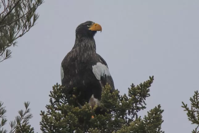 يصل طول جناحيه إلى 8 أقدام.. شاهد: نسر نادر في أمريكا يحير العلماء