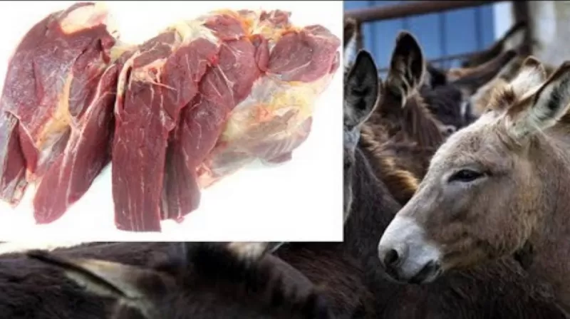 كشف تفاصيل بيع لحوم الحمير في المملكة