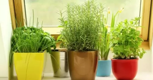 ضع هذه النباتات في بيتك لتتخلص من الذباب والبعوض نهائياً