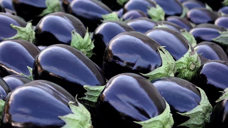 هـــذا هو الفرق بين الباذنجان الحلو والمر