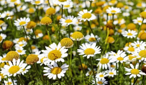 طريقة تحضير منقوع العشبة السحرية لخفض السكري في الدم وزيادة افراز الأنسولين لمرضى السكري