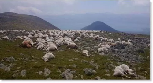 فيديو صادم.. شاهد صاعقة رعدية تضرب قطيع أغنام وتقتل 550 رأسا منها