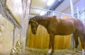 فيديو صاحب حظيرة يضع كاميرا لمراقبة حصان داخل الاسطبل .. وحدثت المفاجأة لن تتوقعوا ماذا حدث !!