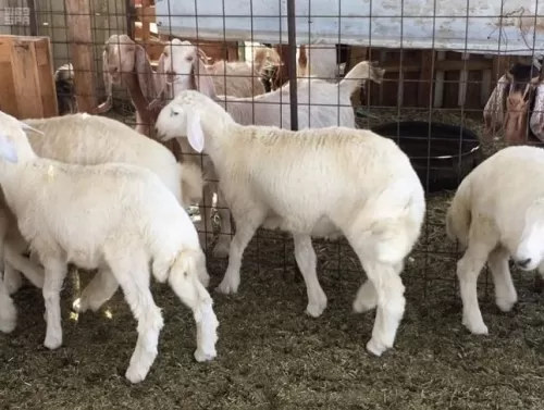 بالفيديو: السبب الصادم لارتفاع اسعار الذبائح في السعودية