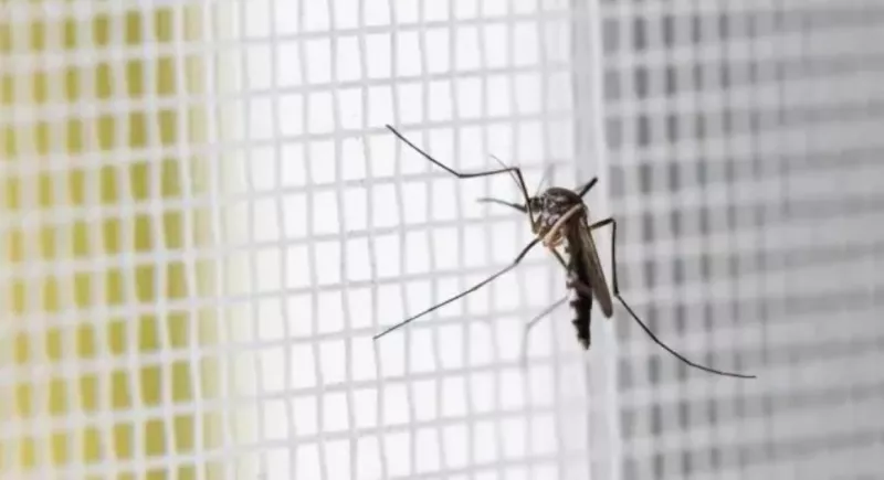 حيل جديدة للتخلص من البعوض