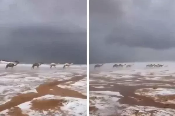مشهد مذهل.. الإبل بين الثلوج وسحب الضباب في تبوك -فيديو