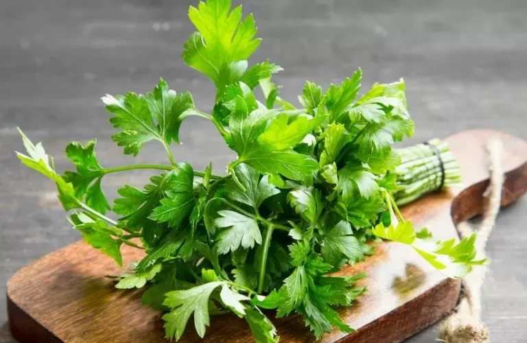 بواسطة كوب واحد من مغلي البقدونس شاهد ما يحدث في جسمك من بعدها !!