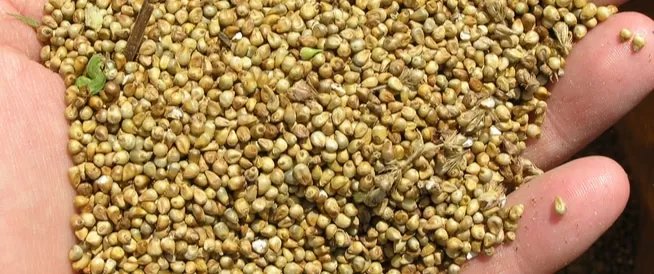 معجزة كــبرى .. هذا النوع من الحبوب الطبيعية يضاعف صلابة العظام ويلحم كسور العظم خلال أيام وهذه افضل طرق تناوله!