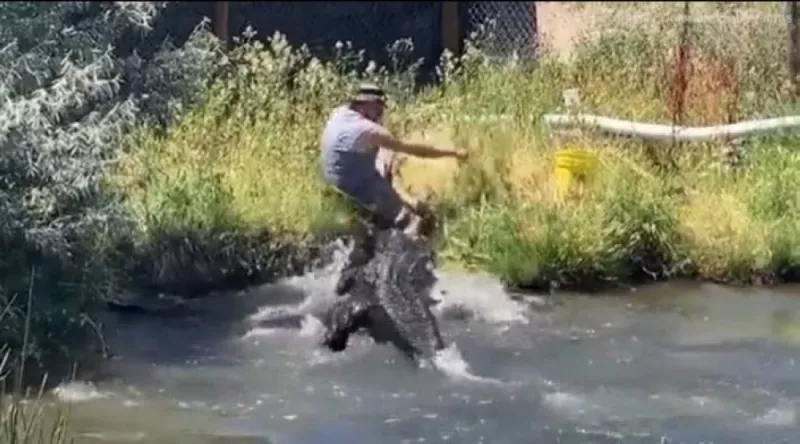 فيديو مرعب لتمساح يلتهم عامل اثناء محاولته اطعامه
