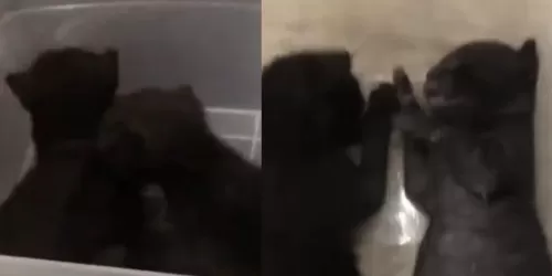 اجرام وتوحش: سعودي يقتل قطتين صغيرتين بالغاز