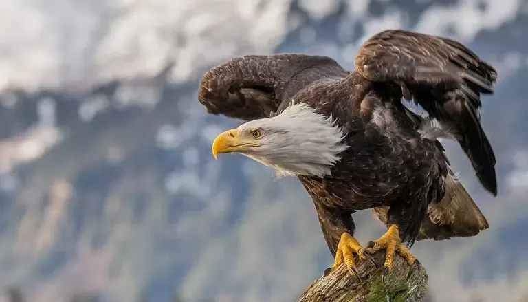 فيديو مرعب للنسور وهي تتساقط من السماء في دولة عربية بسبب موجة الحر