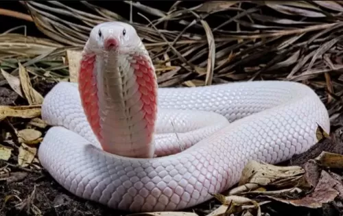 وضع افعى سامة في فراش زوجته للتخلص منها فكانت المفاجئة التي جعلته يندم طوال حياته