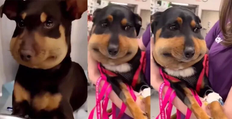 بالفيديو: نحلة تلسع كلب في منطقة حساسة تجعله يقوم بتصرفات وحركات اشعلت شبكات التواصل