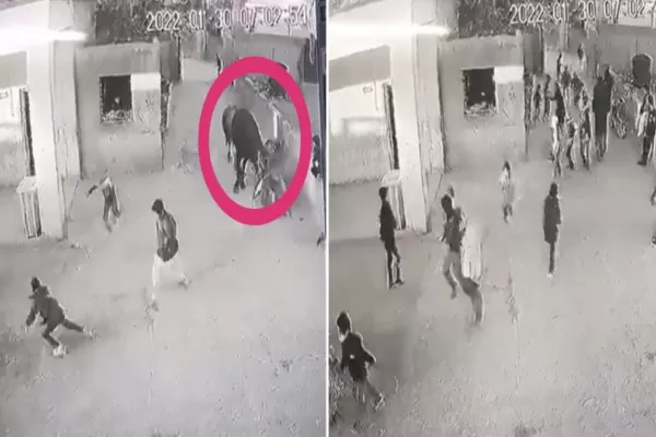 شاهد ما فعله ثور هائج في هذه المدرسة في العراق