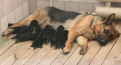 فيديو مذهل لكلبة ترضع عشرة خنازير