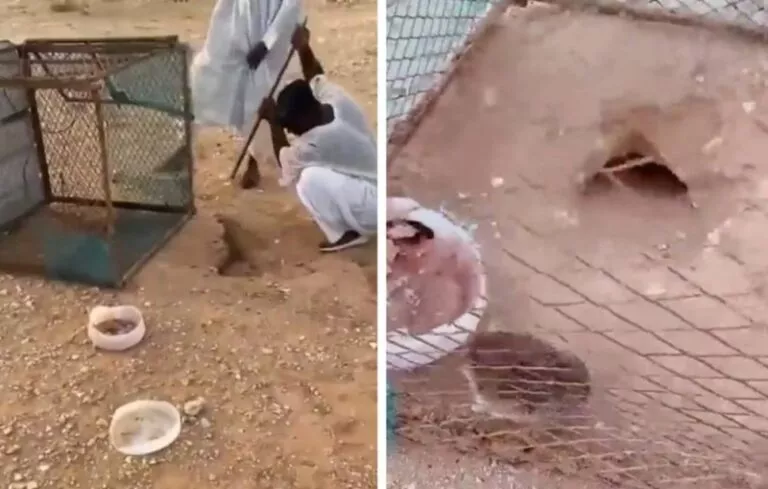 بالفيديو: سعودي يستخدم قنفذ للقضاء على ثعبان بحيلة ماكرة