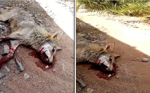 فيديو مروع لذئب شرس يهاجم سعودي وابنه في المدينة المنورة