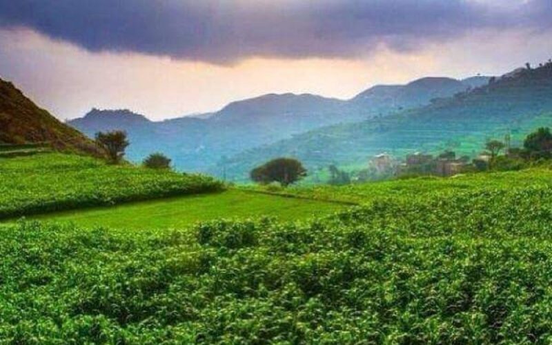 فيديو خيالي من اليمن .. كيف حولت الامطار الأخيرة الأرض إلى جنة خضراء؟