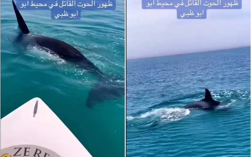 بالفيديو: ظهور حوت  ضخم أكل للبشر في سواحل أبو ظبي