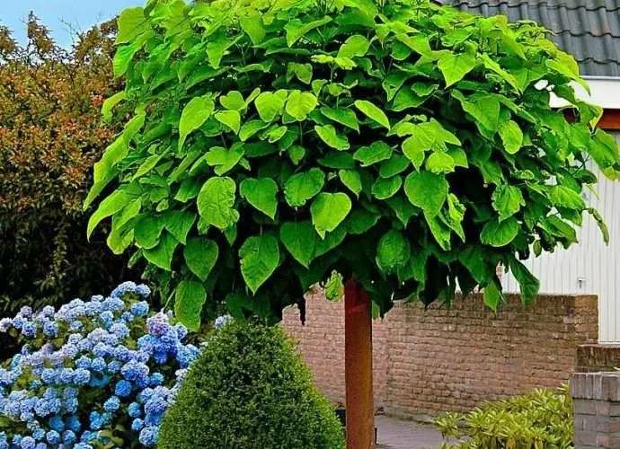 بالفيديو: من يحصل على هذه الشجرة في السعودية فقد ضمن ثروة هائلة تكفيه طوال حياته .