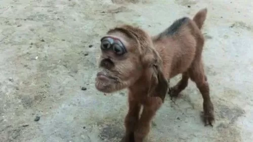 شاهد ماعز برأس قرد يثير الرعب في مصر