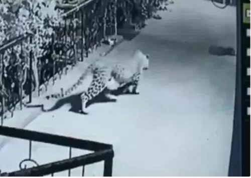 بطريقة ماكرة .. شاهد: كيف تمكن نمر من خطف كلب نائم أمام منزل صاحبه