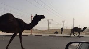 إصابات بالغة.. حادث مروع لـ مصري اصطدم بـ جمل في الكويت.. تفاصيل
