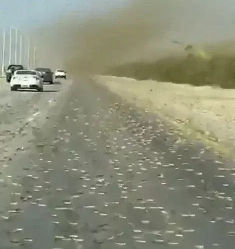 تفاصيل اجتياح اسراب الجراد للاحساء
