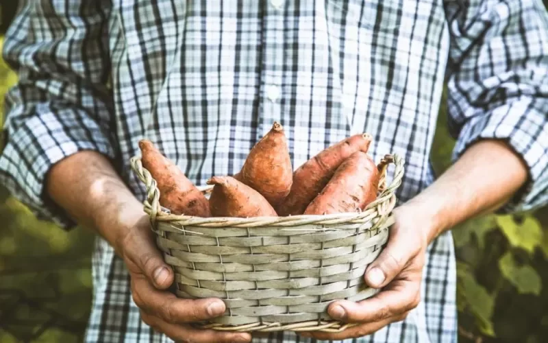 هذا ما تفعله البطاطا في خصوبة الرجال وزيادة السائل المنوي