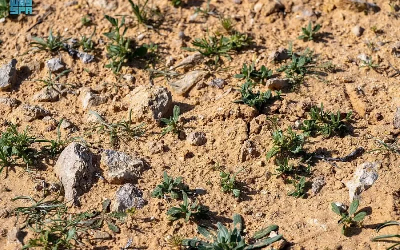 شاهد: الفقع يخرج من حوش المدارس في السعودية