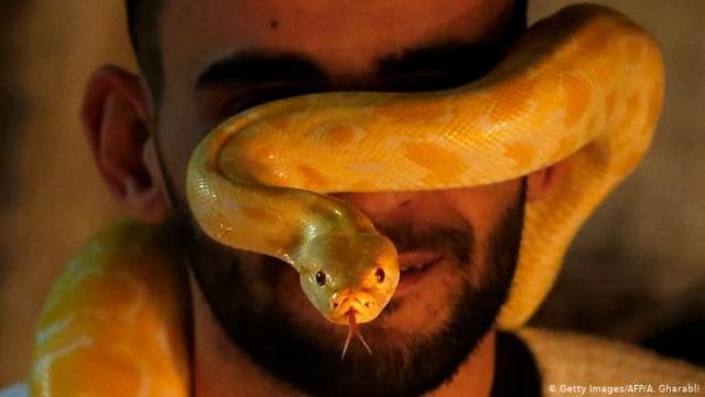 غرائب كورونا.. شاب يرتدي ثعباناً حياً بدلاً من الكمامة