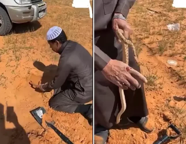 فيديو مرعب لسعودي يصطاد ثعبان ضخم كان يختبء تحت الرمال وهذا ما حصل له عندما لدغه الحنش