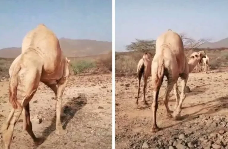 بالفيديو .. شاهد جمل بسنام غريب يثير دهشة مواقع التواصل