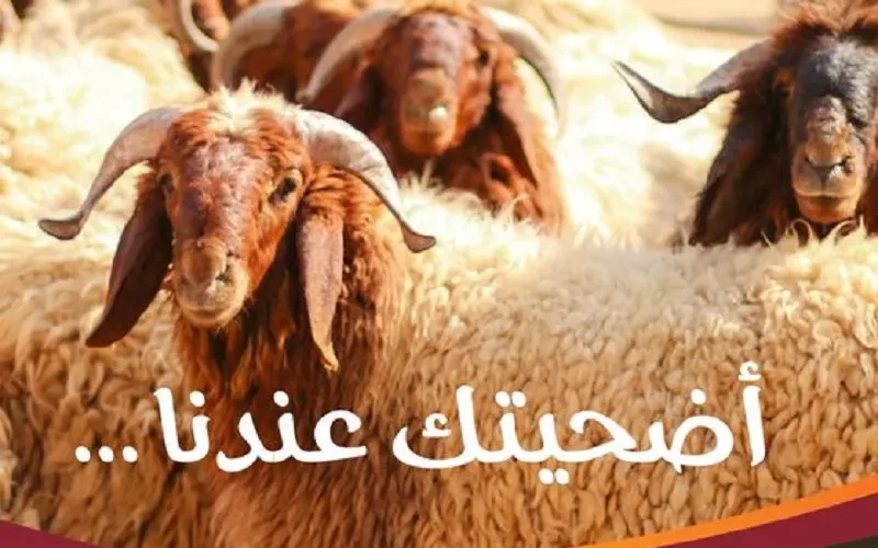 أسعار ذبائح الأضاحي في بندة السعودية