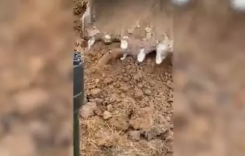 العثور على كائن غريب ومخيف في باطن الأرض .. شاهد الفيديو