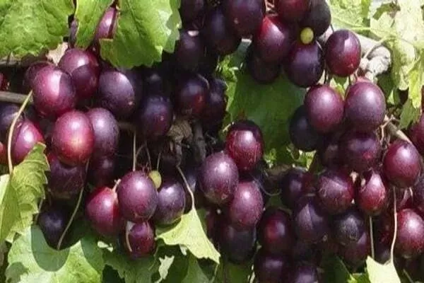 هذا النوع من العنب يطيل العمر وينقص الوزن