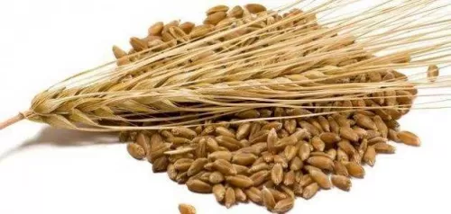 تعرف عليها الأن عشبة ذكرها الله في كتابه العزيز تعالج السمنة وتساعد في التخلص من الدهون في وقت قصير