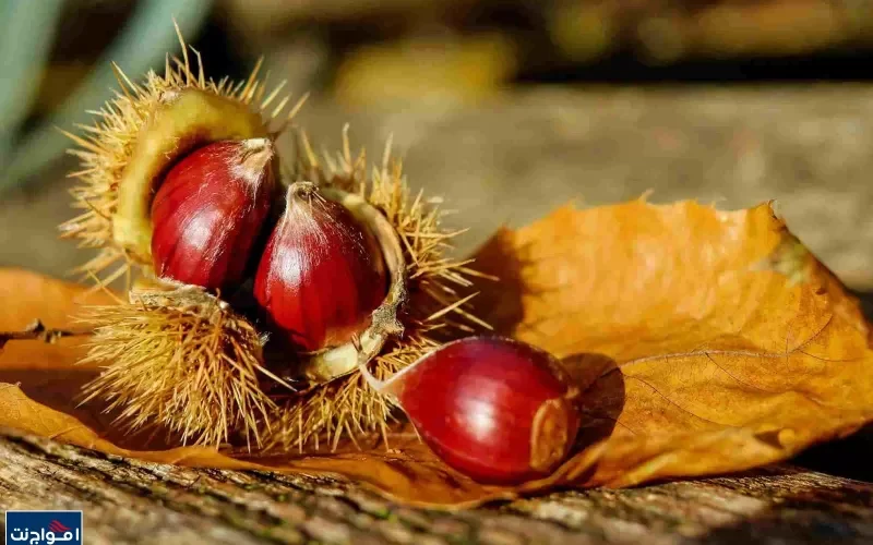 ثمرة قال عنها الأطباء انها معجزة الخالق لعلاج البواسير خلال ايام بدون ادوية عند تناولها بهذه الطريقة