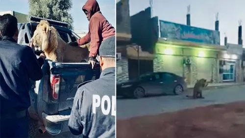 فيديو لأسد مفترس يتجول في مدينة عربية والقبض عليه كان مهمة شاقة انتهت بمفاجئة