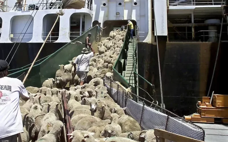 بالفيديو.. أسعار الاضاحي في سوق العزيزية في الرياض