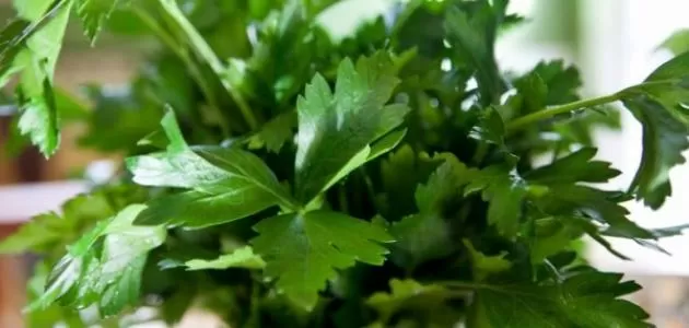 مفعول رهيب لهذا النوع من الخضروات على صحة الكبد يطهره من السموم ويعيد له صحته خلال ايام فقط